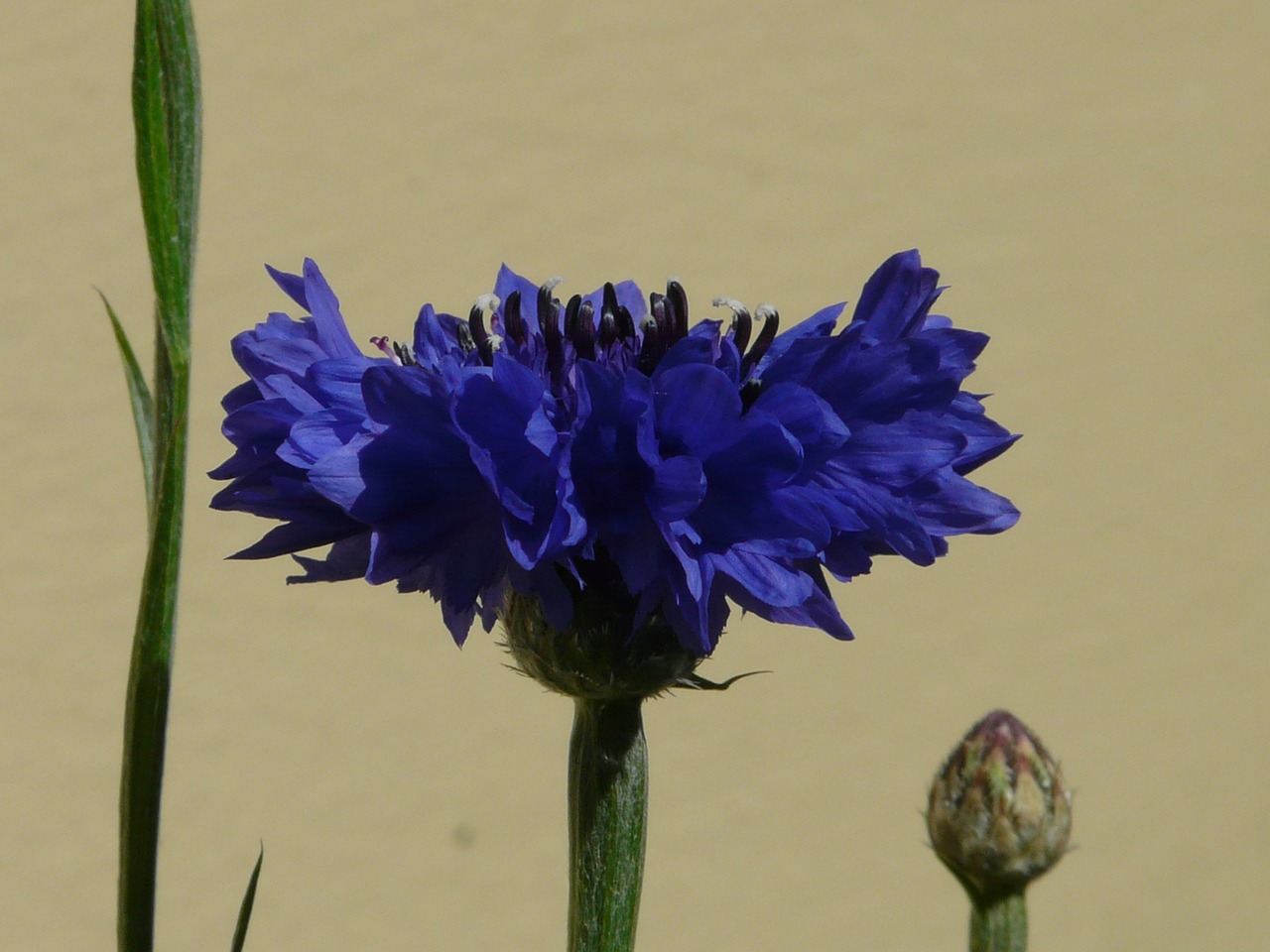 cornflower leaves blossom free photo