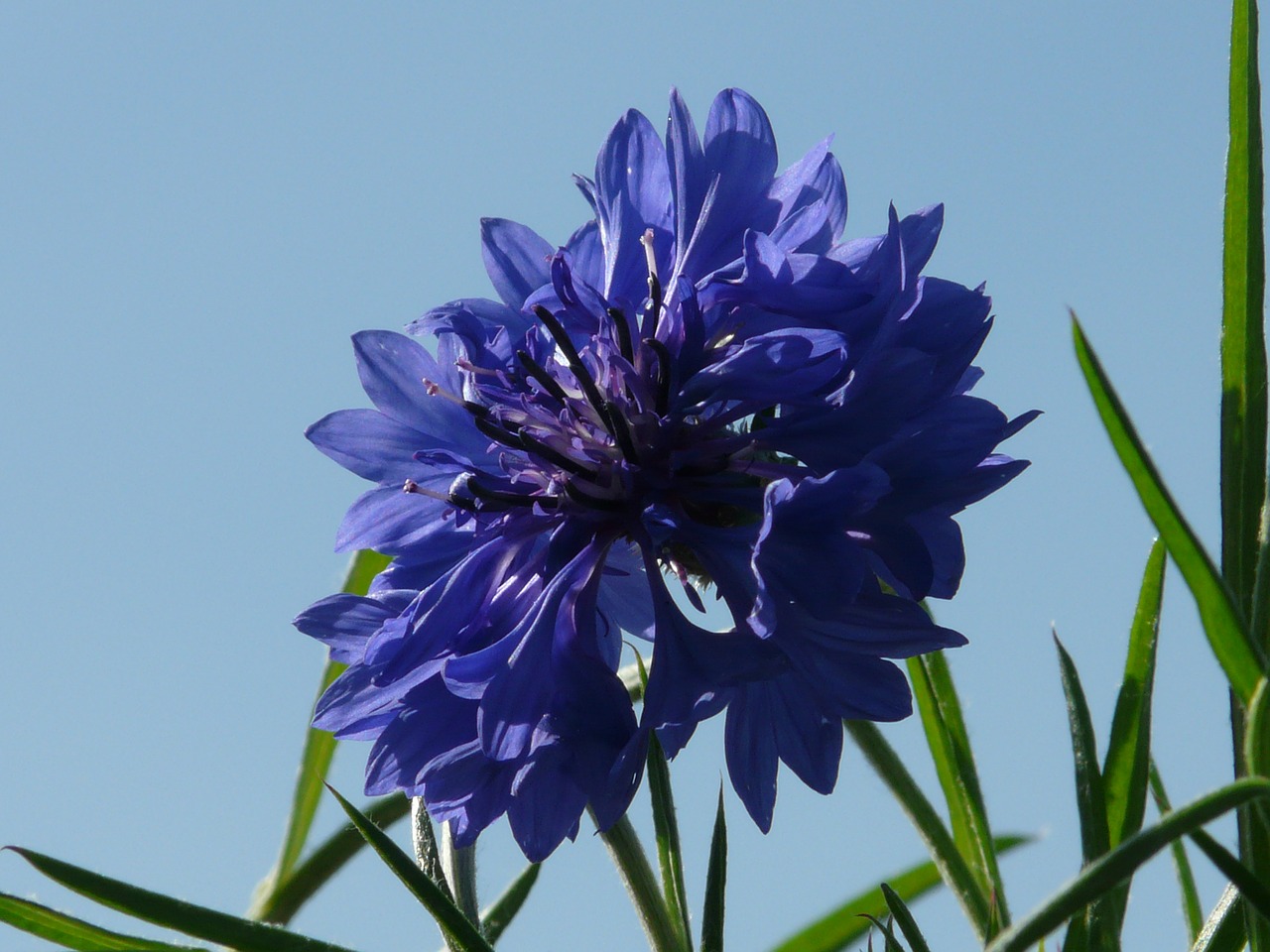 cornflower blue flower free photo