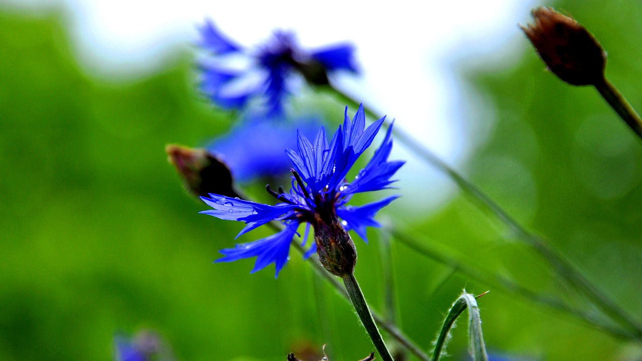 cornflower blue summer plants free photo