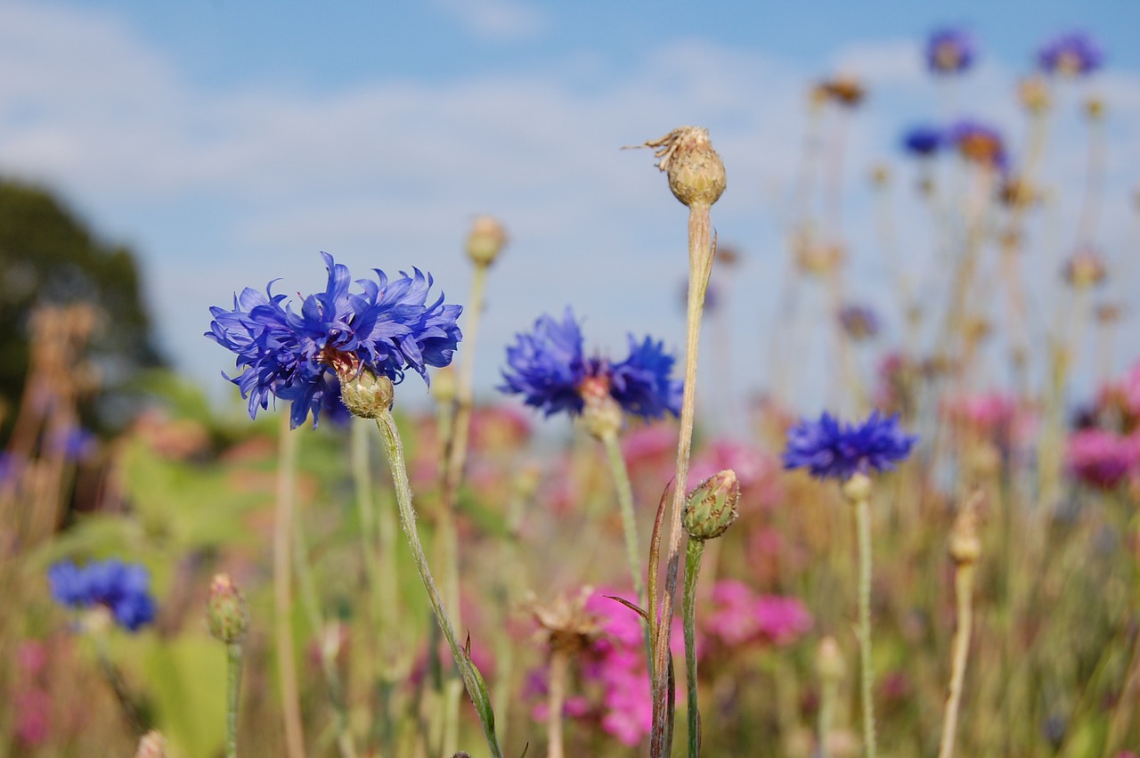 cornflower cornflowers blue free photo