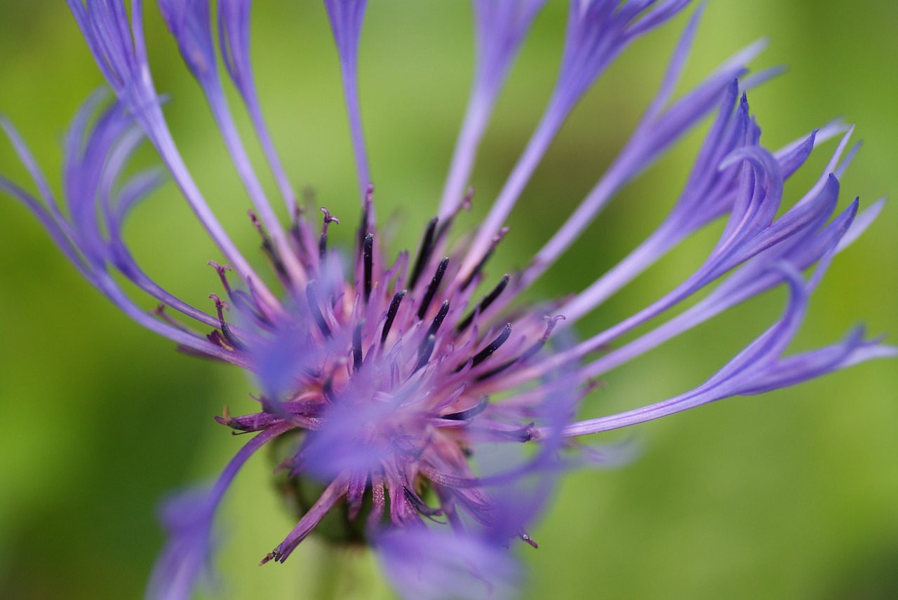 cornflower shrub plant free photo