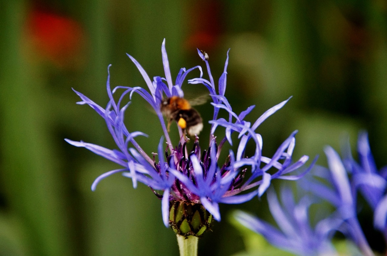 cornflower bumble-bee flower free photo