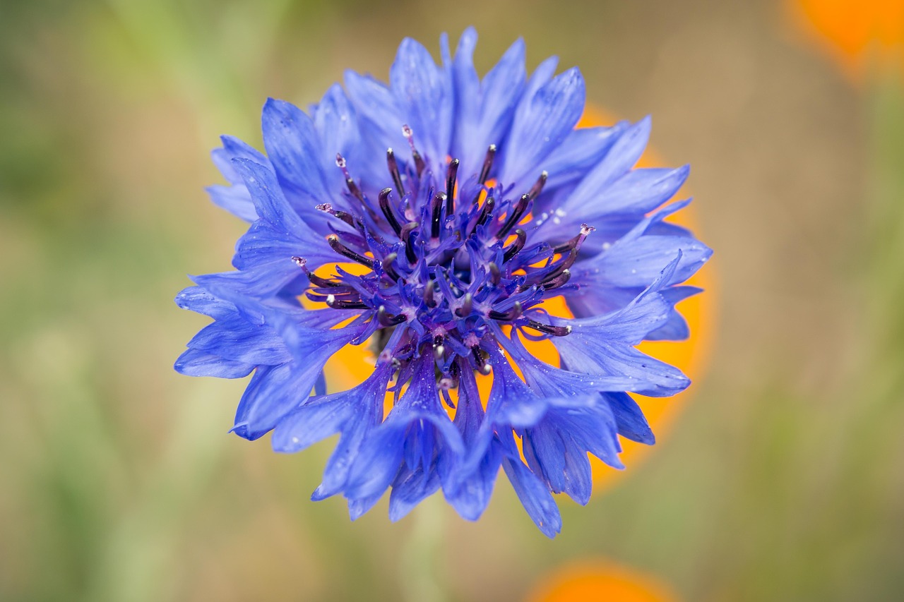cornflower blue violet free photo