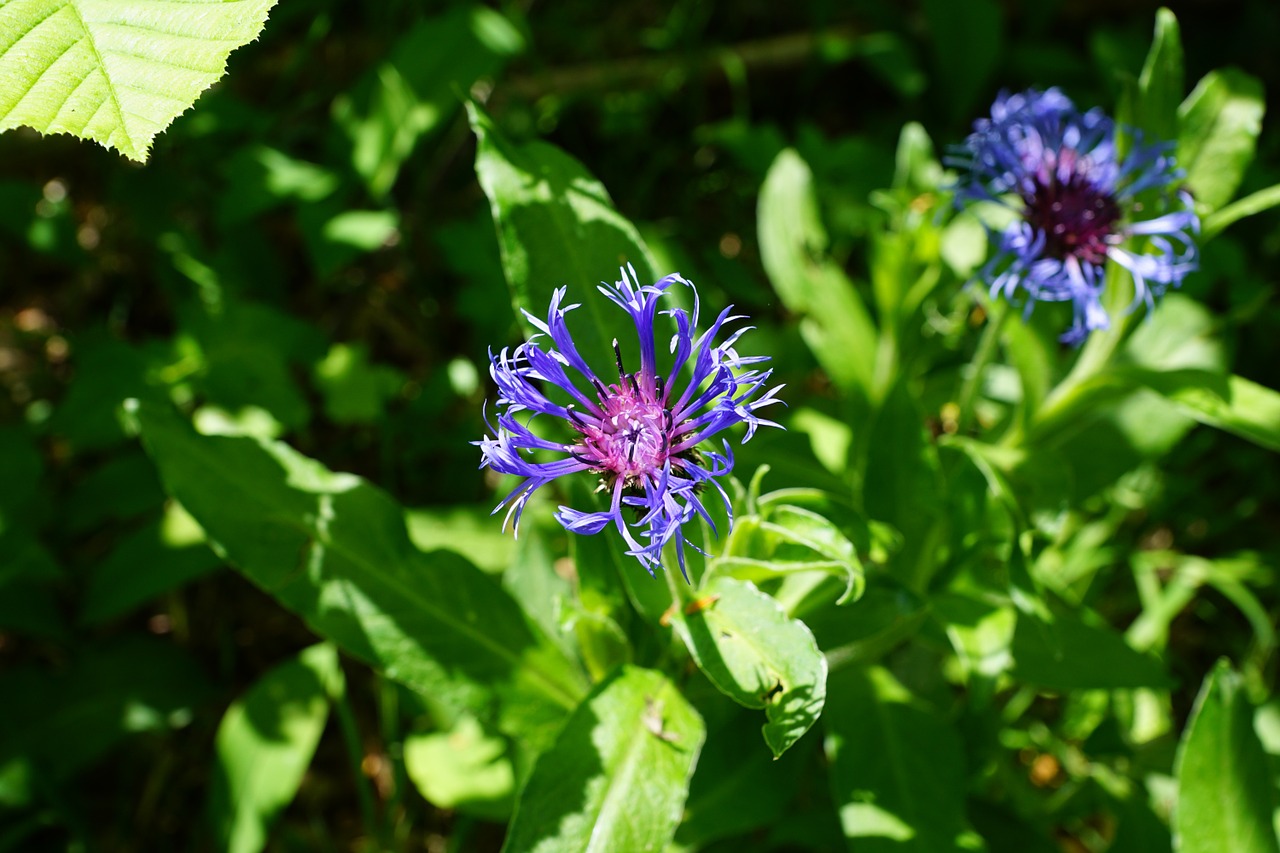 cornflower blue flourished free photo