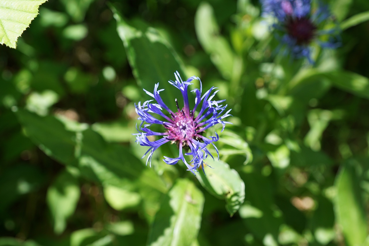 cornflower blue flourished free photo