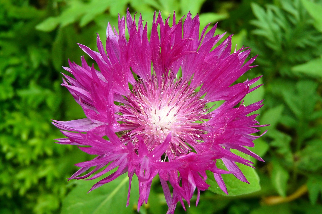 cornflower violet flower free photo