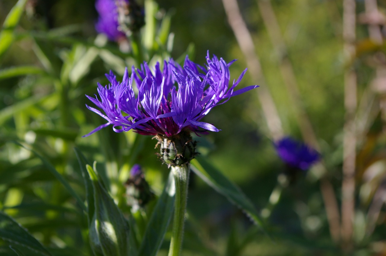 cornflower flower summer free photo