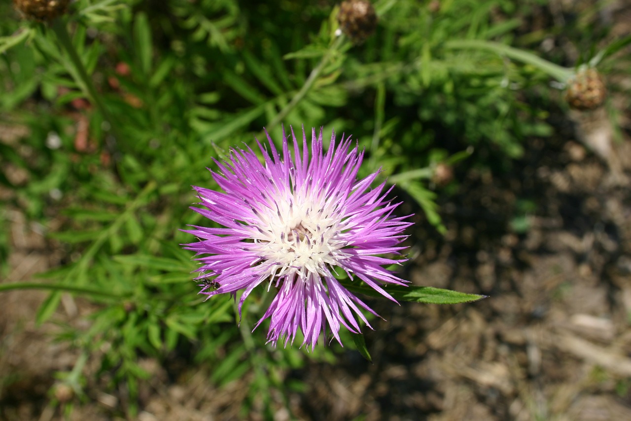 cornflower flower green free photo