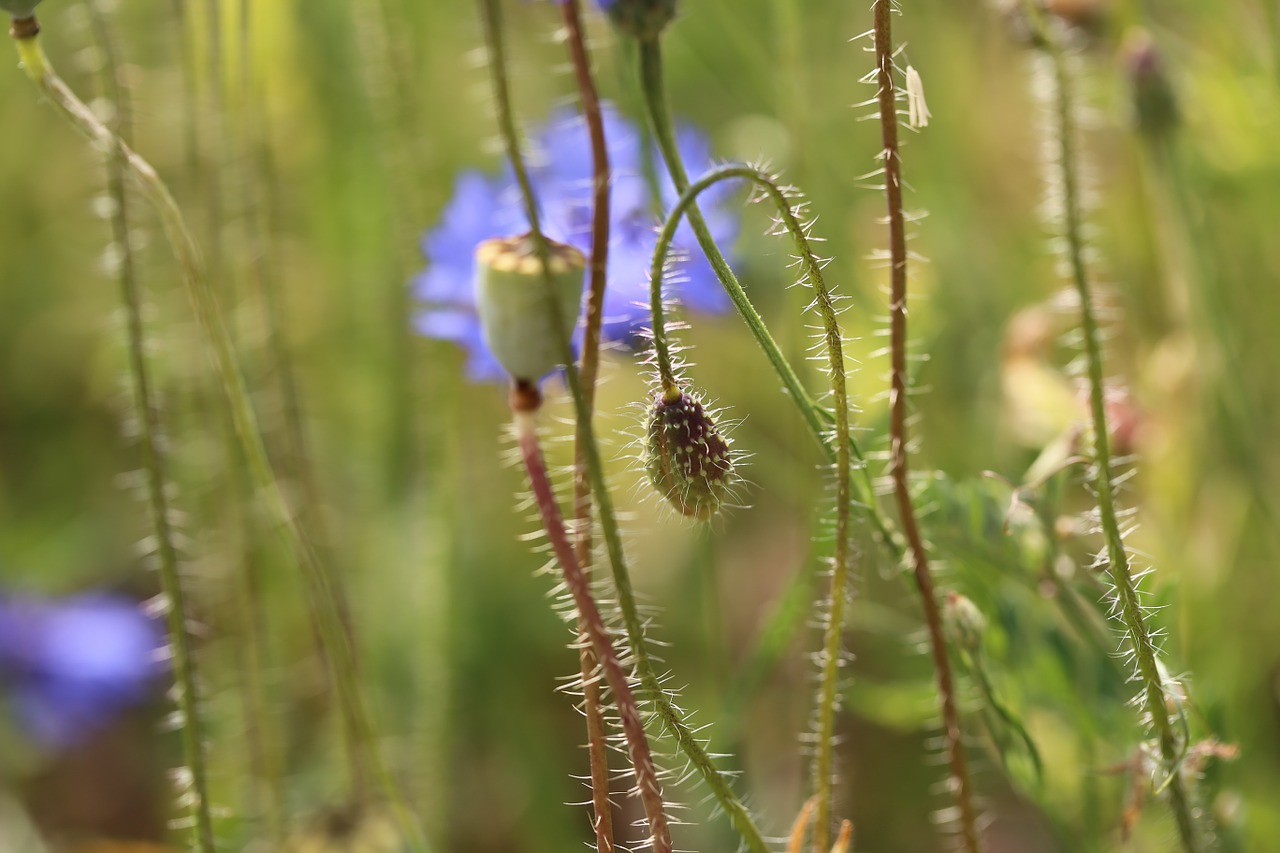 cornflower summer meadow shrub free photo