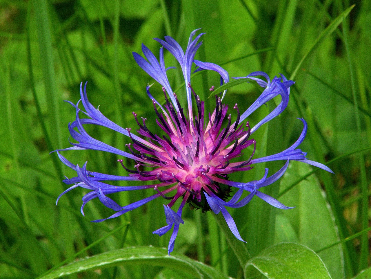 cornflower purple floral free photo