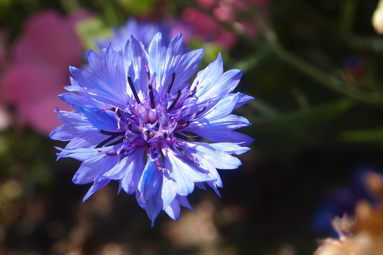 cornflower summer nature free photo