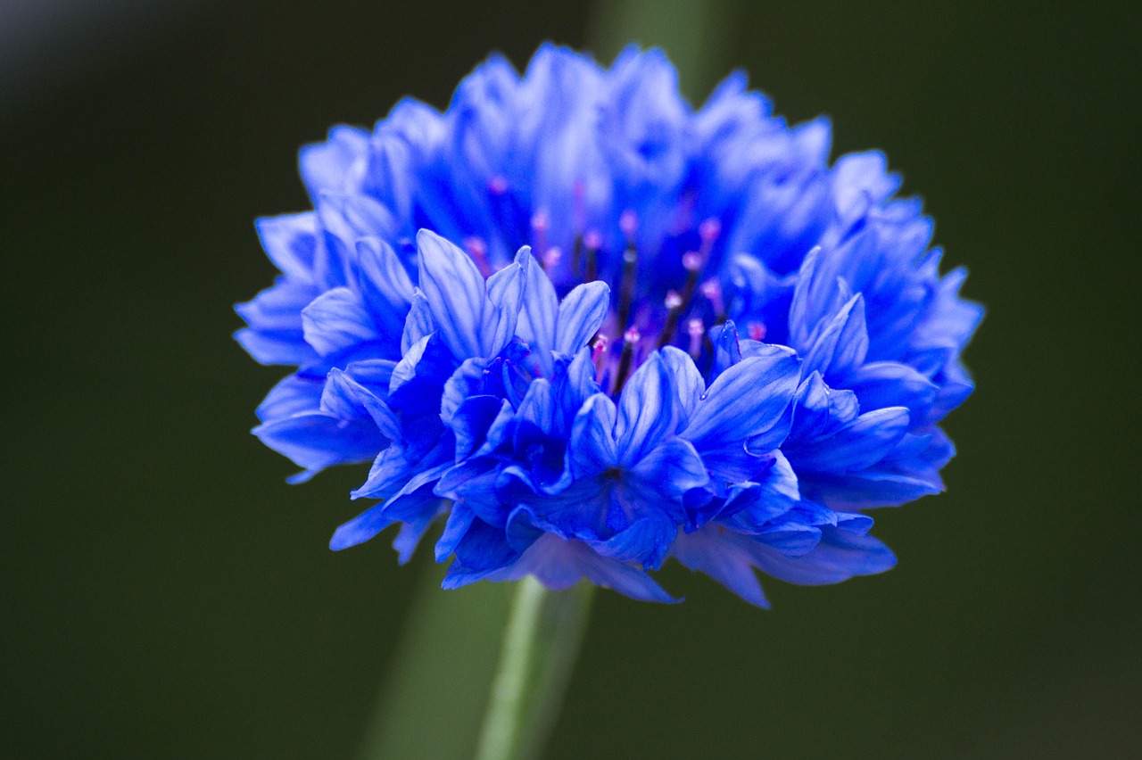 cornflower blue flower macro free photo