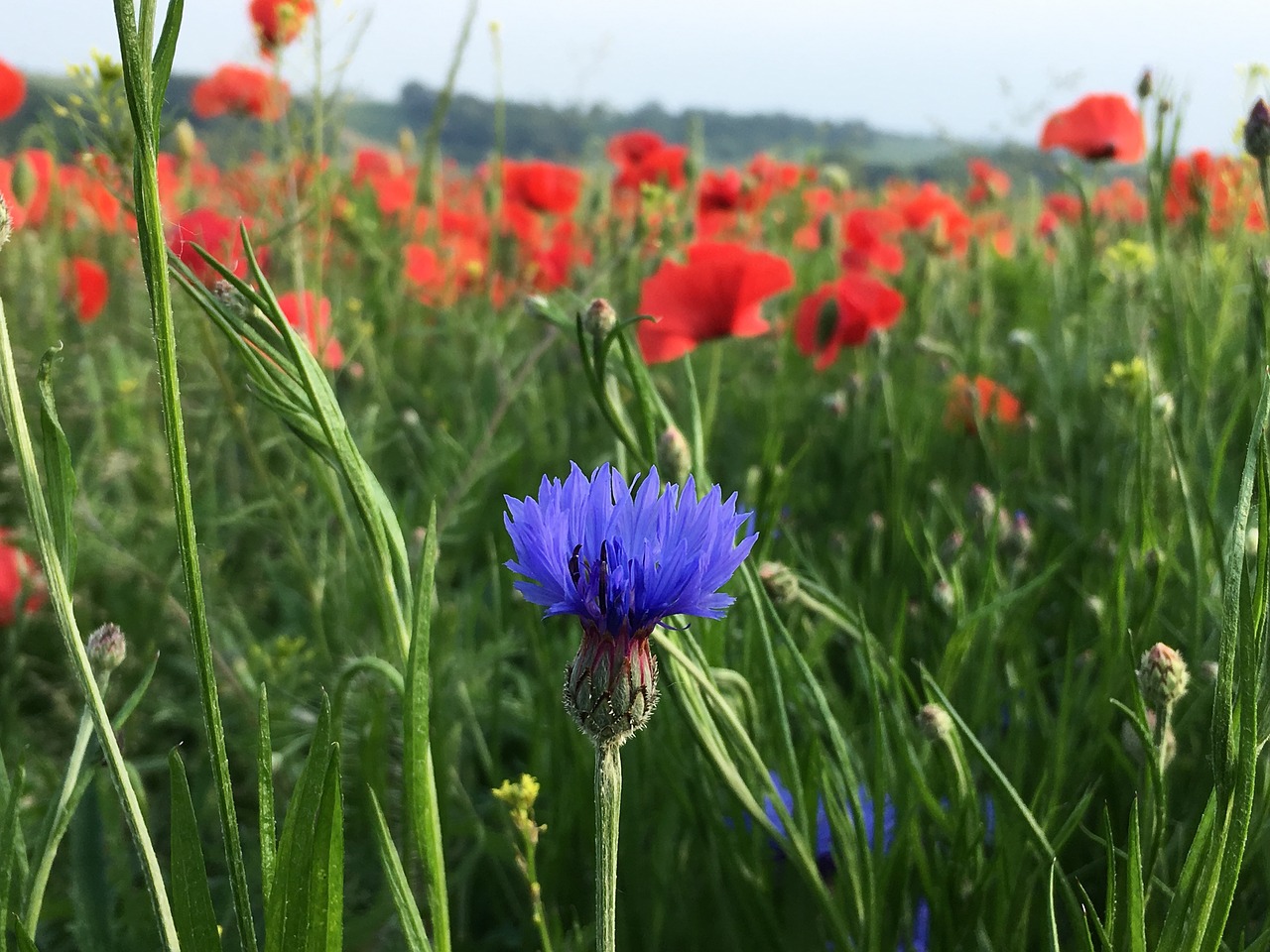 cornflower blue  blossom  bloom free photo