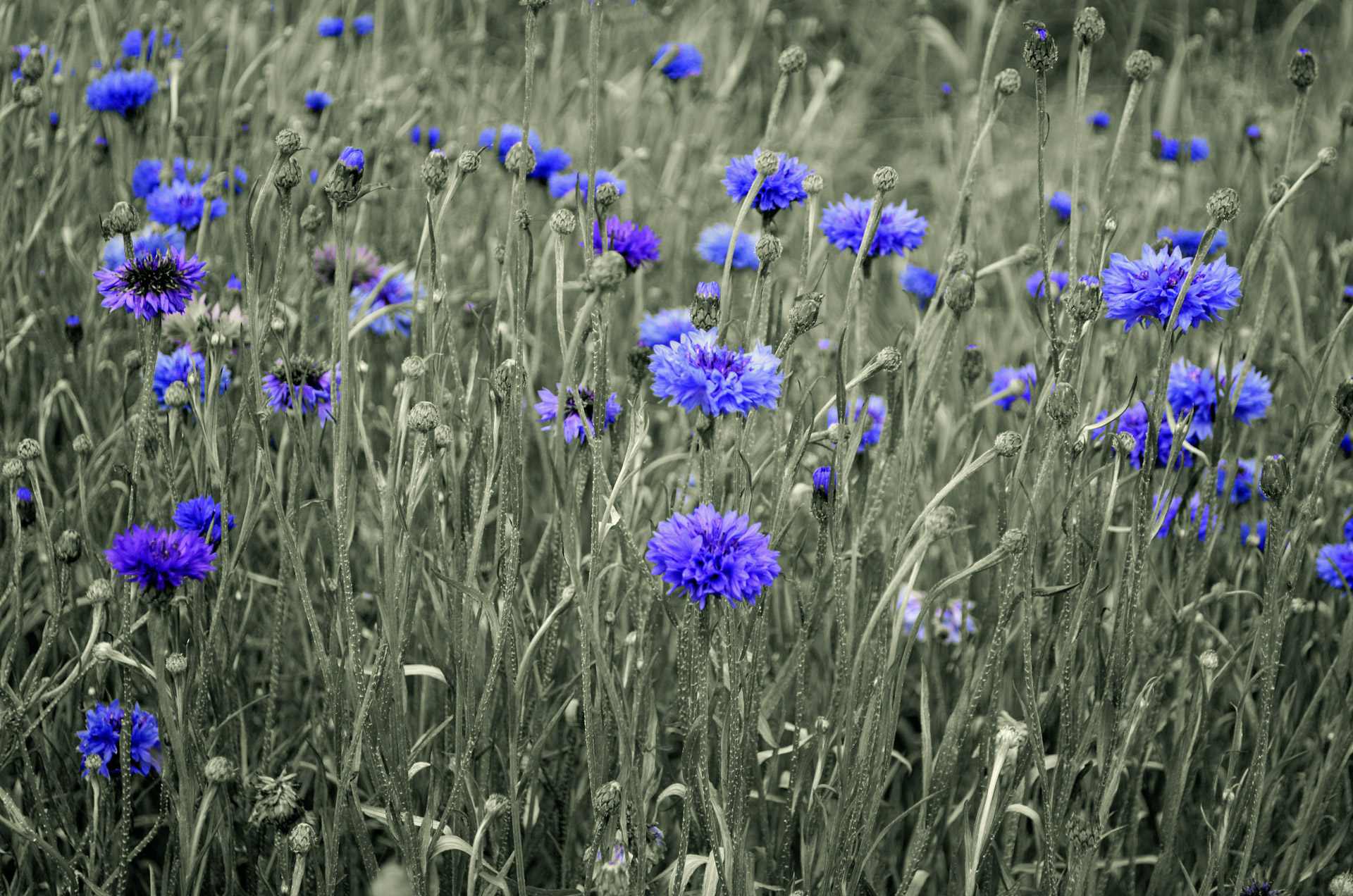beauty blossom bluebottle free photo