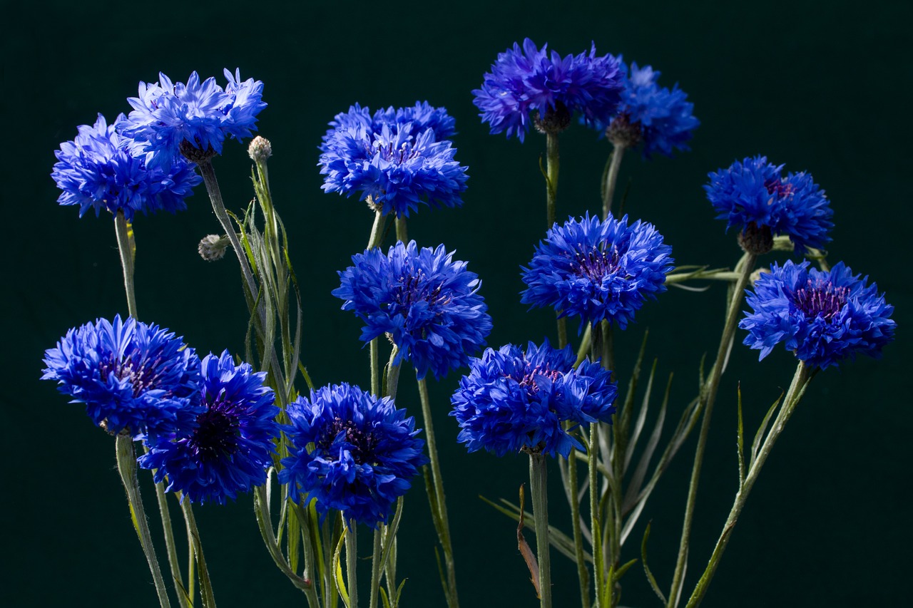 cornflowers blossom bloom free photo