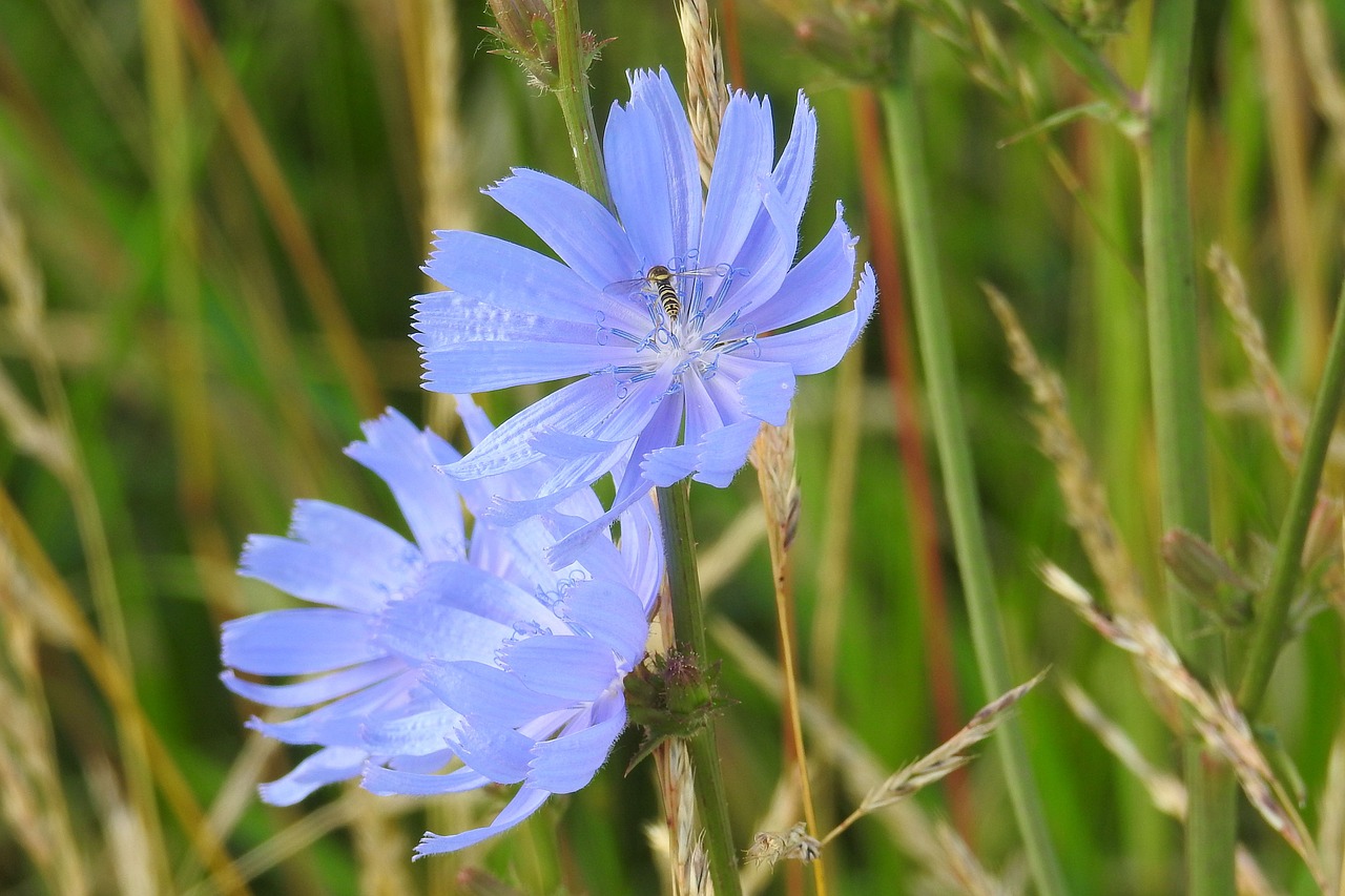 chicory blue flowers free photo