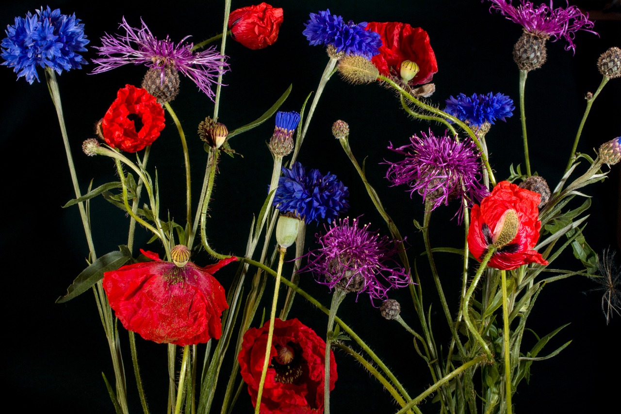 cornflowers klatschmohn poppy free photo