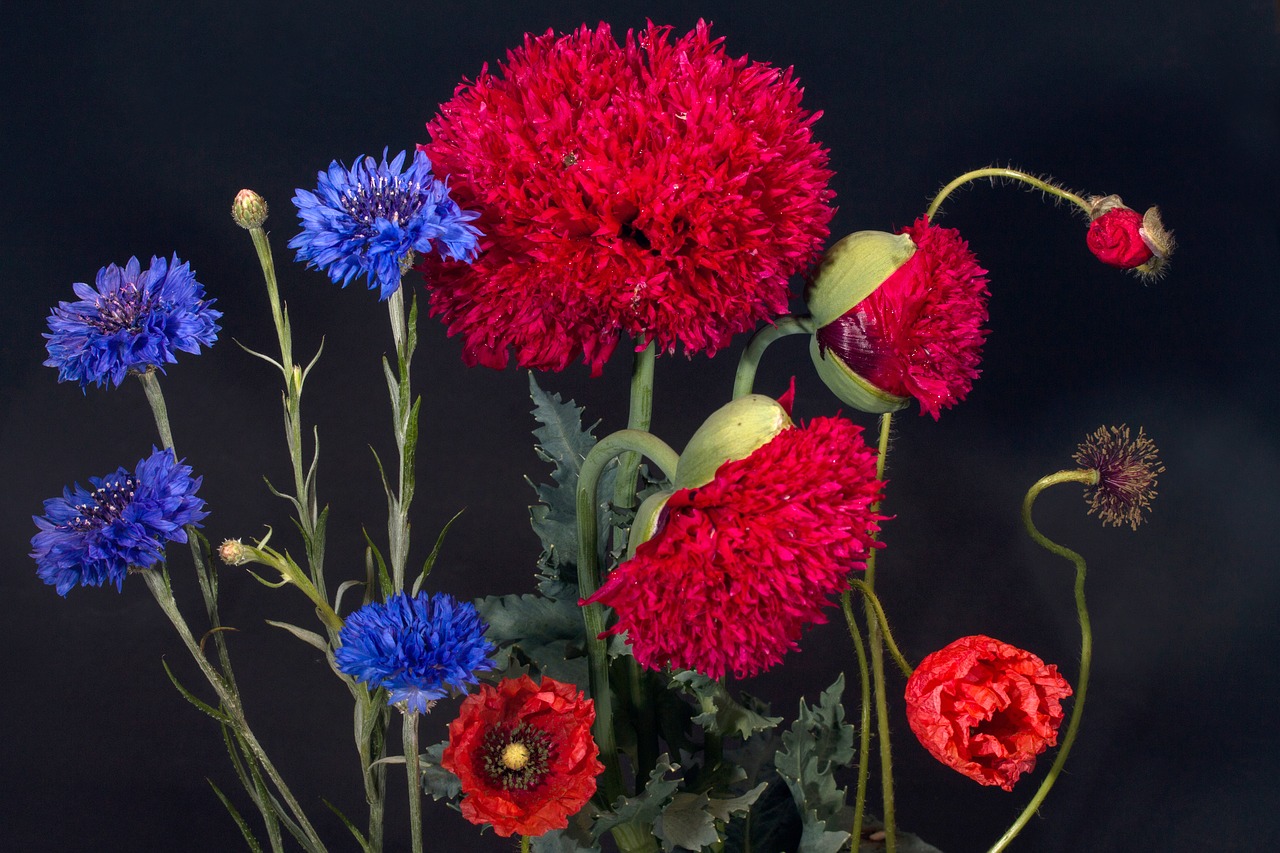 cornflowers klatschmohn poppy flower free photo