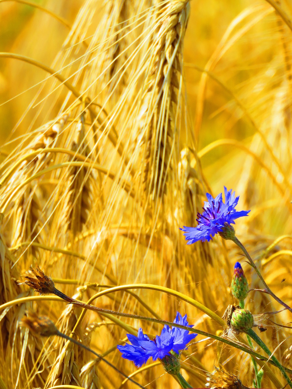 cornflowers spike field free photo