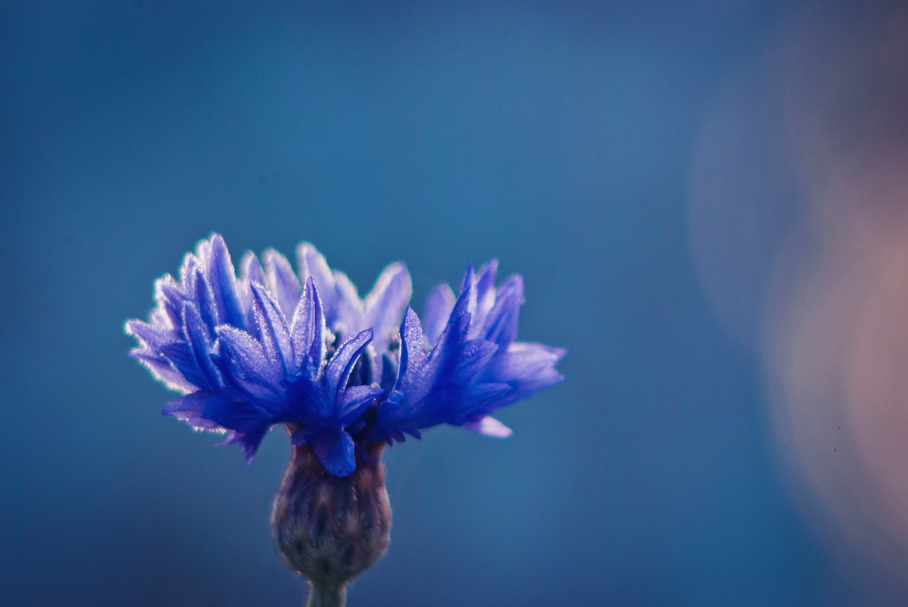 cornflowers blue flower flower free photo