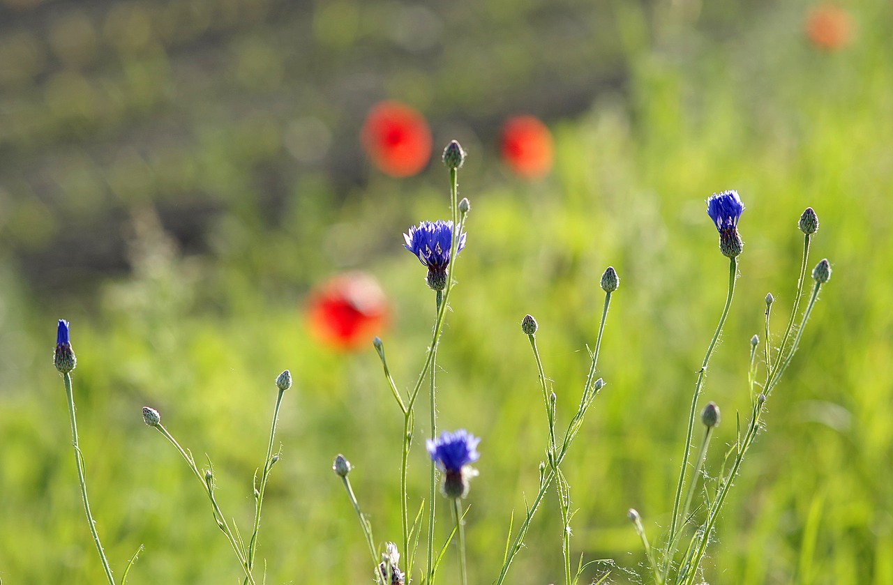 cornflowers bluebottle blue free photo