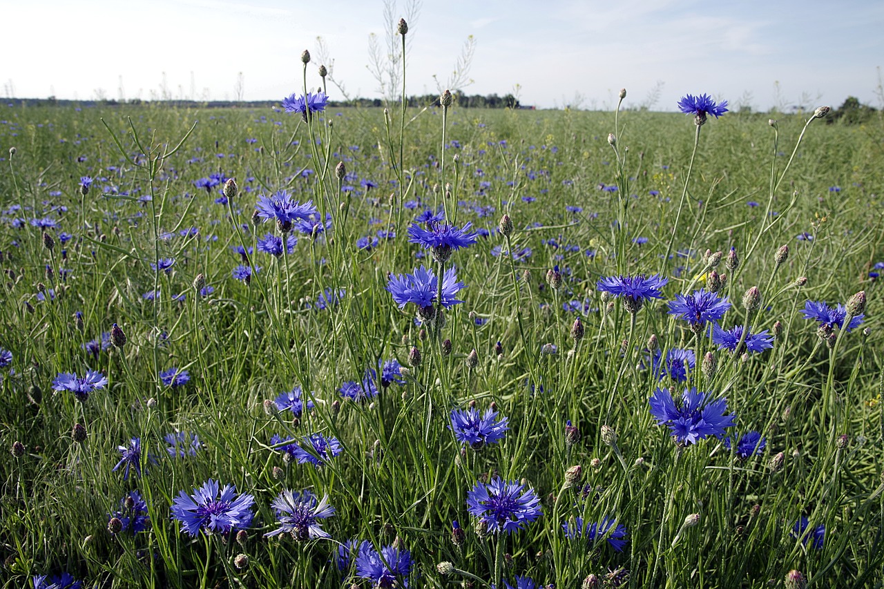 cornflowers flowers field free photo