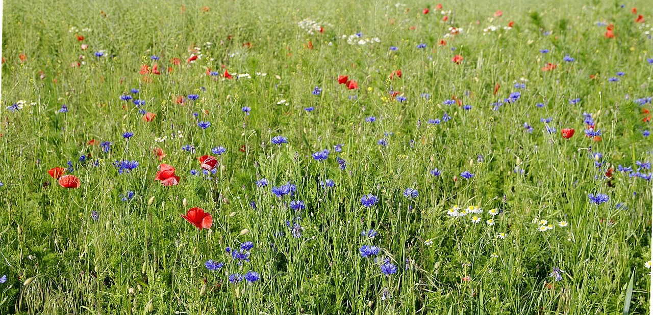 cornflowers field meadow free photo