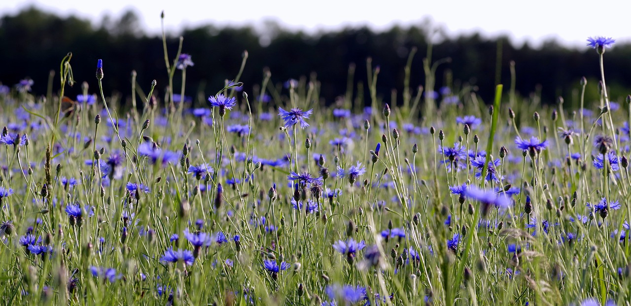 cornflowers flowers the beasts of the field free photo