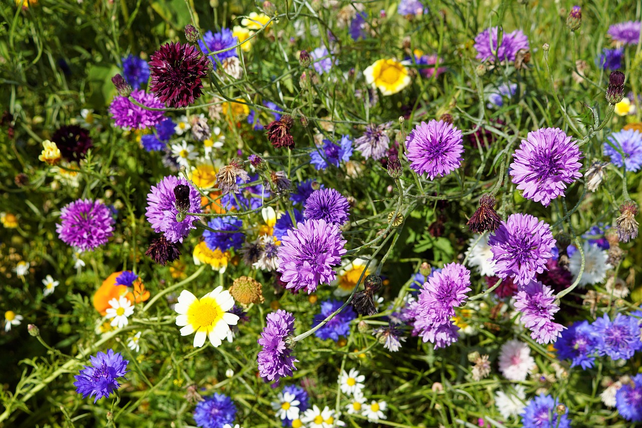 cornflowers meadow blossom free photo