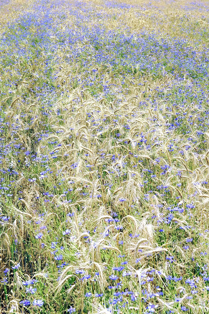 cornflowers corn field free photo