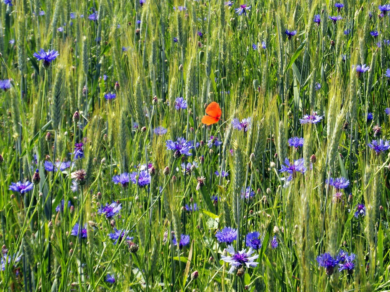 cornflowers poppy field free photo