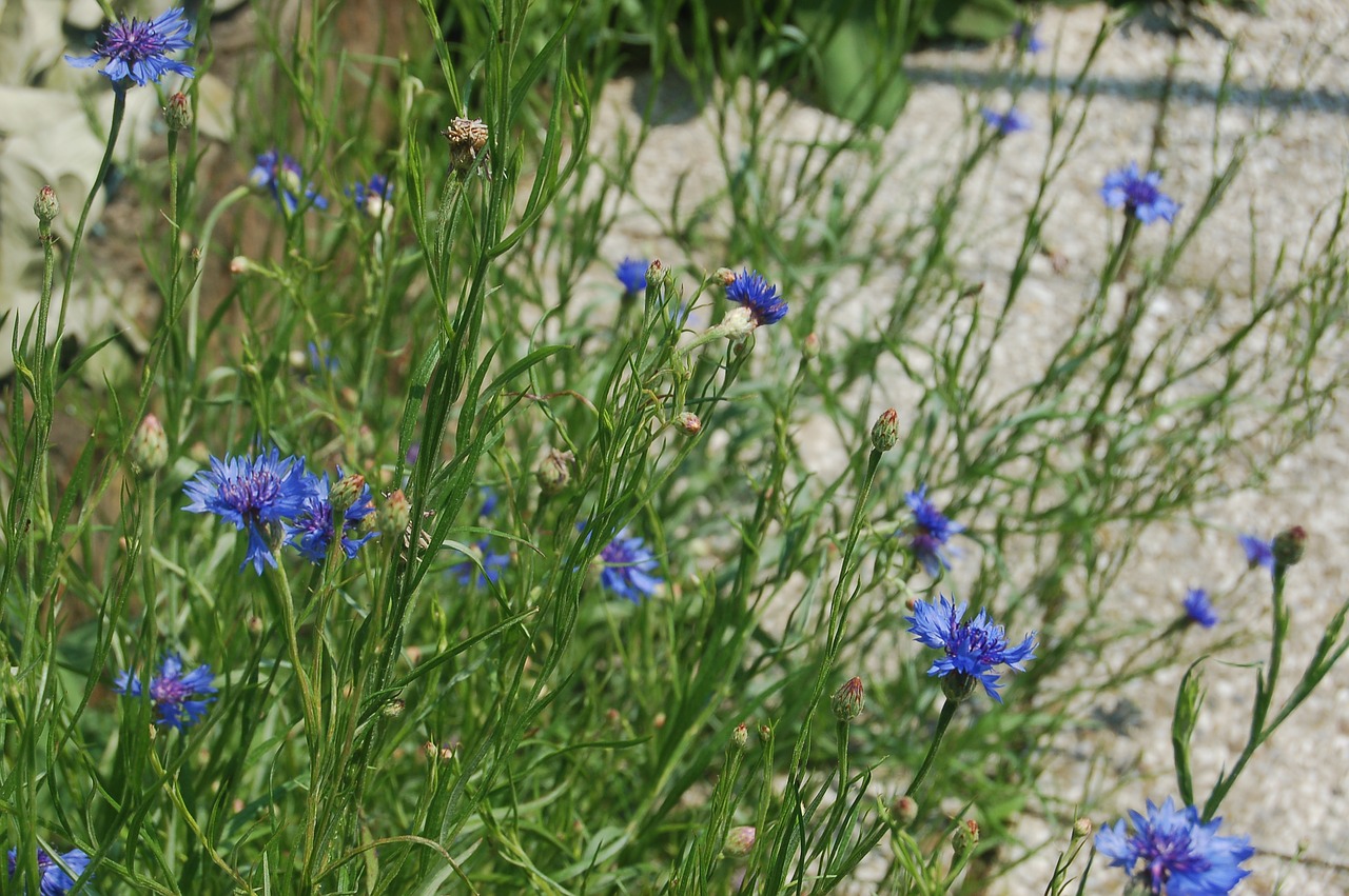 cornflowers  blue flowers  wild flowers free photo