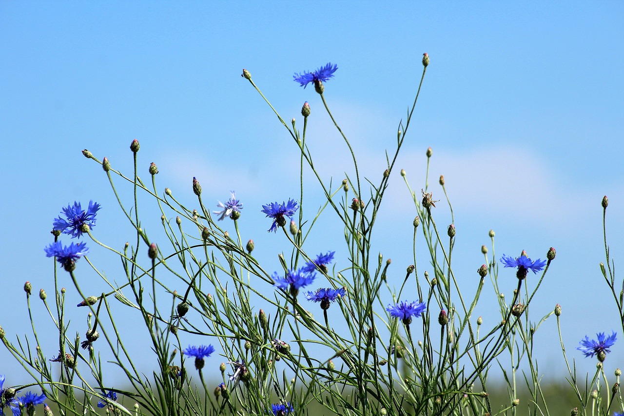 cornflowers  wildflowers  meadow free photo