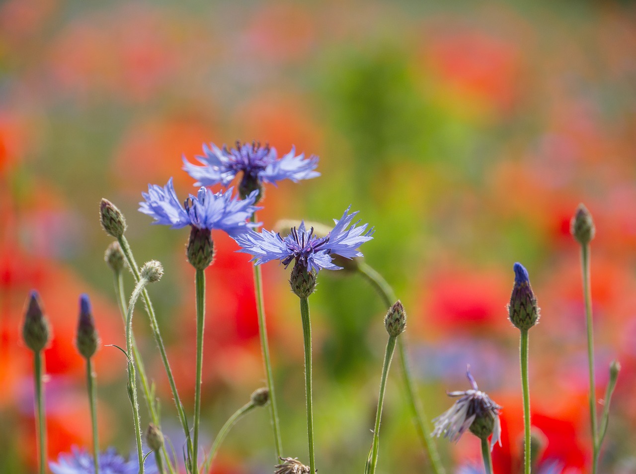 cornflowers  poppy  nature free photo