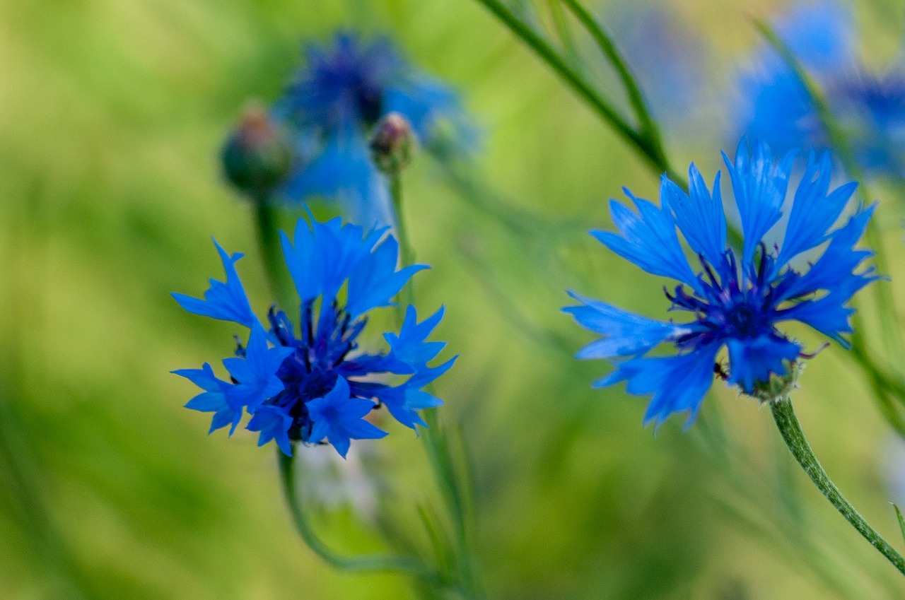 cornflowers  flowers  cornflower free photo