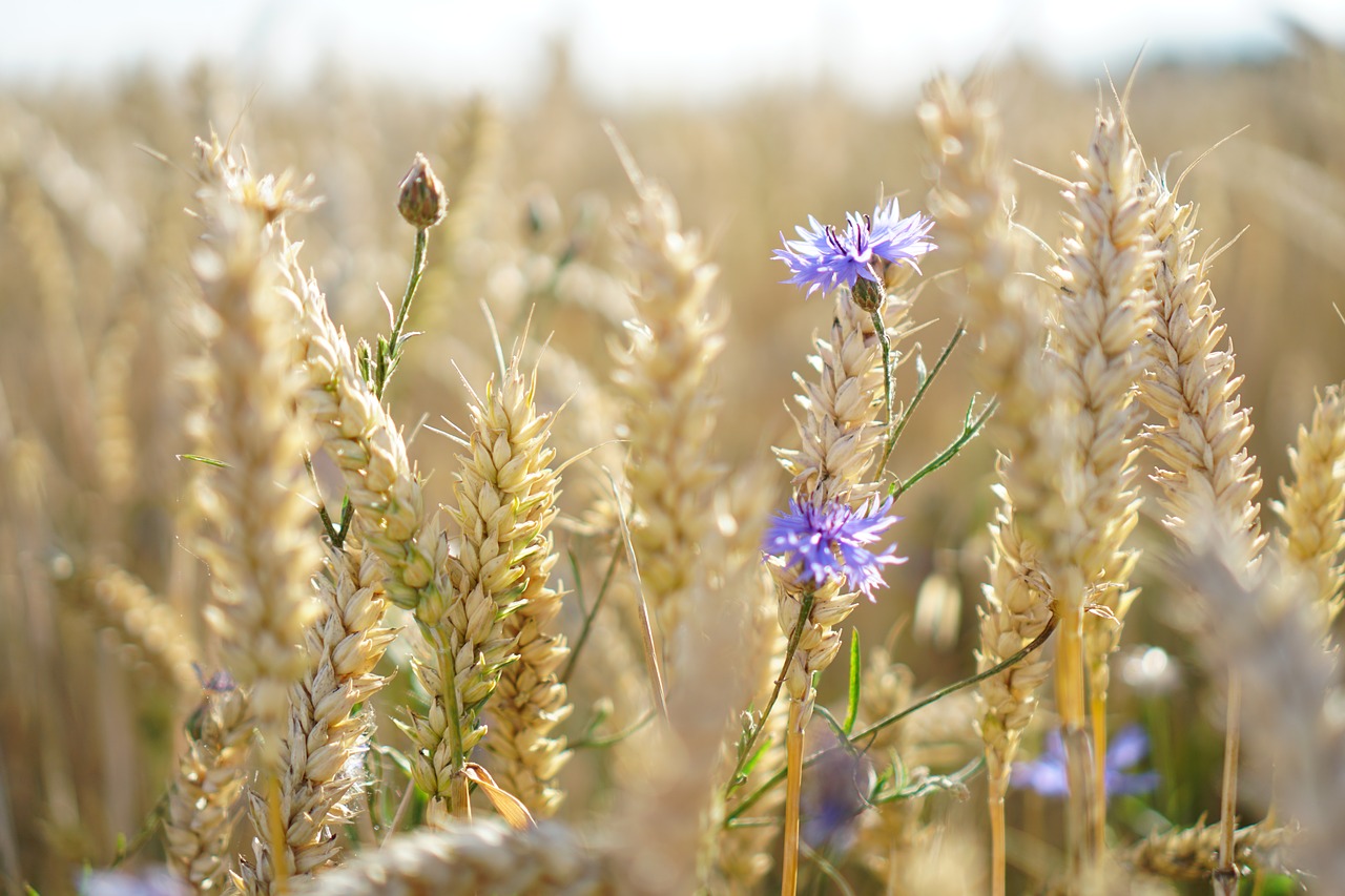 cornflowers  wheat  field free photo