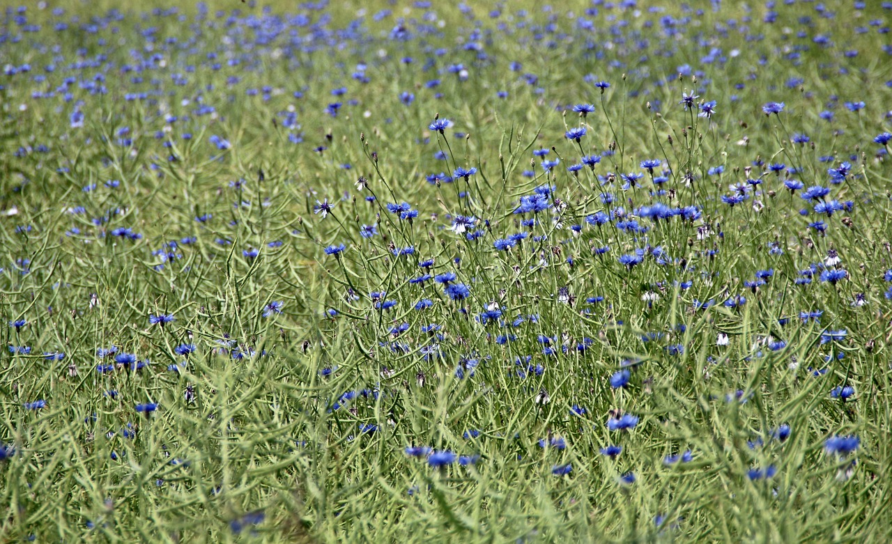cornflowers field agriculture free photo