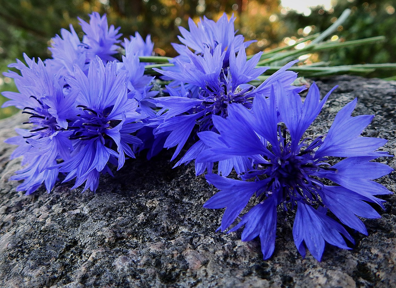 cornflowers  nature  flowers free photo