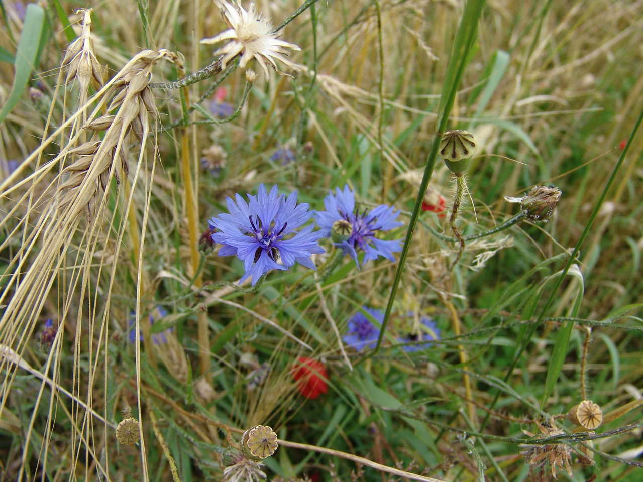 cornflowers blue summer free photo