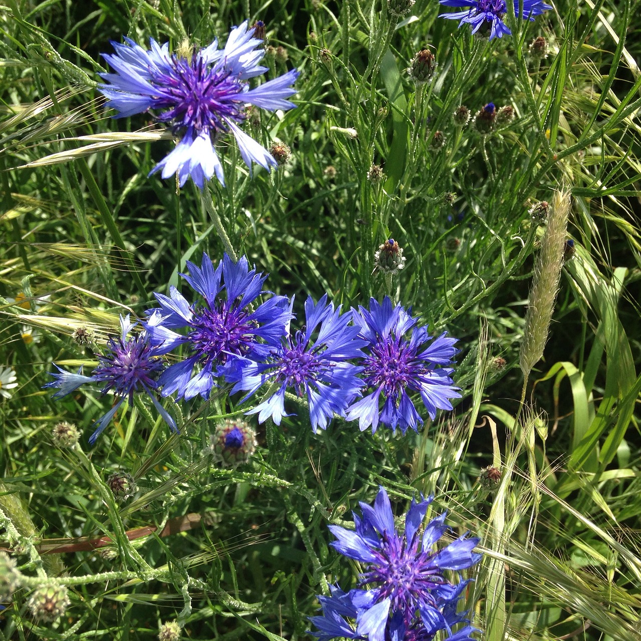 cornflowers meadow nature free photo