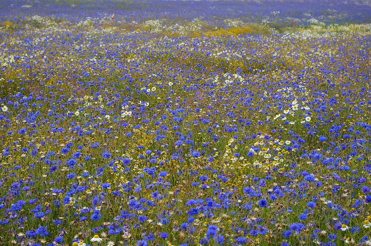 cornflowers kornblumenfeld summer free photo