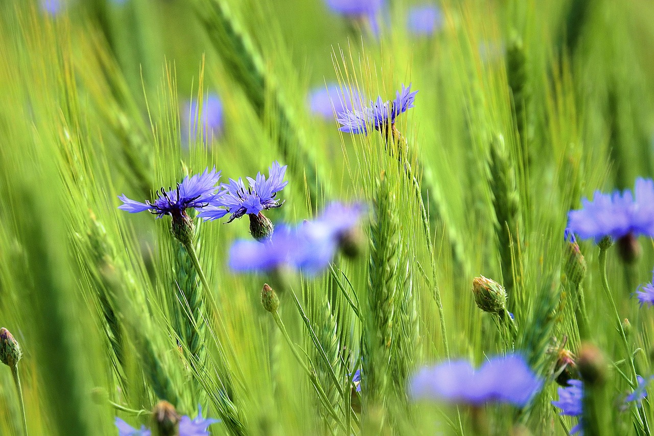 cornflowers in the fields  nature  field free photo