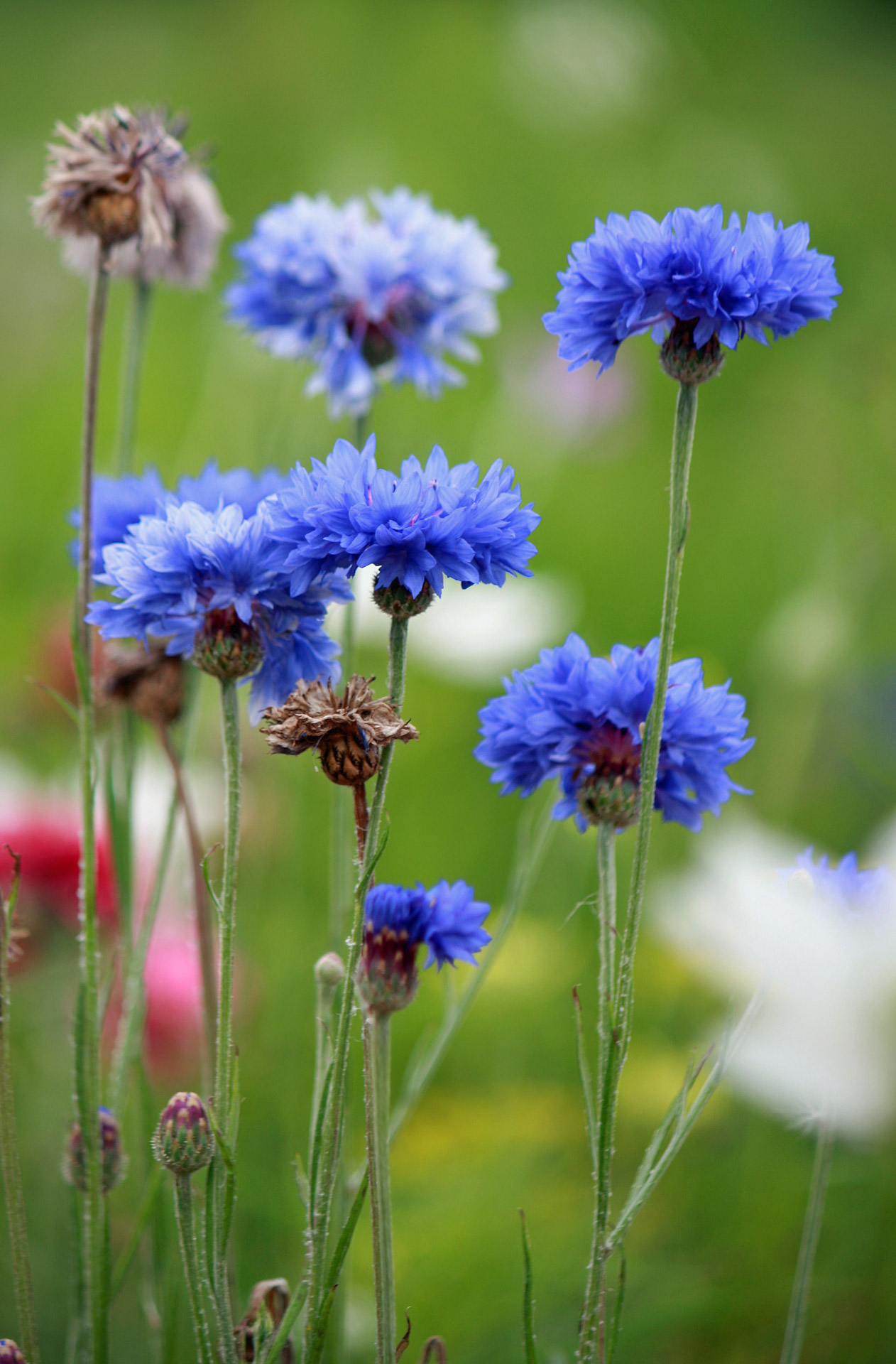 cornflowers cornflower flowers free photo