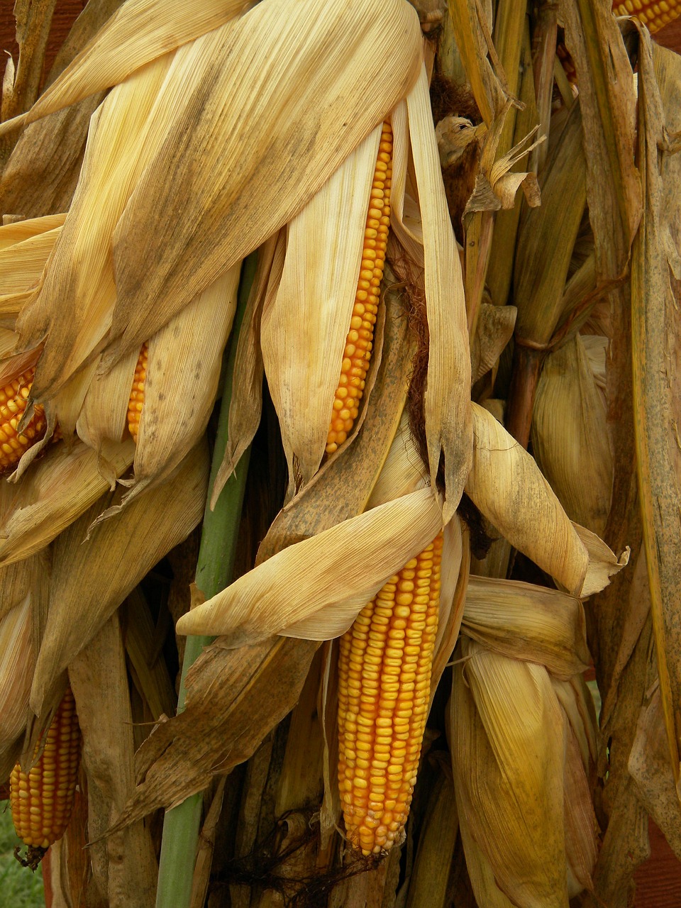 cornstalks corn harvest free photo