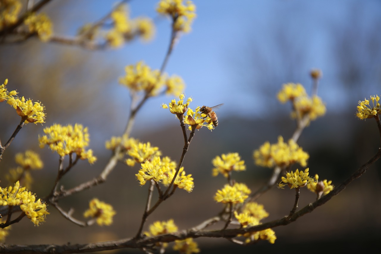 cornus flowers nature free photo