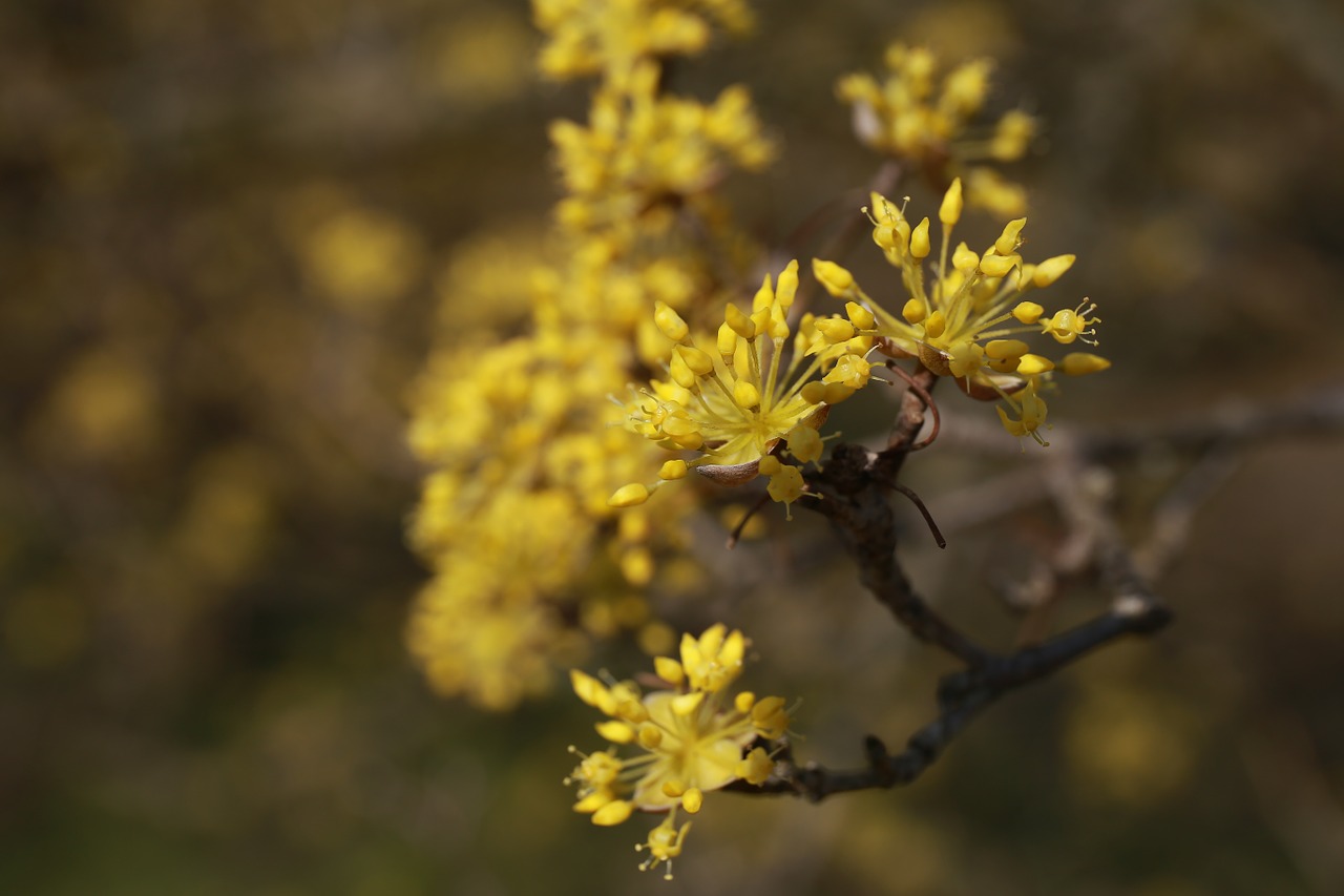 cornus flowers nature free photo