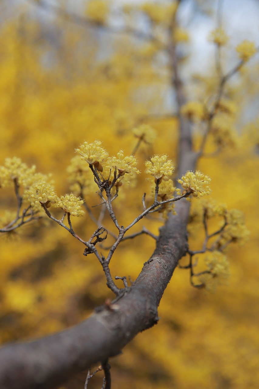 cornus  flowers  wood free photo