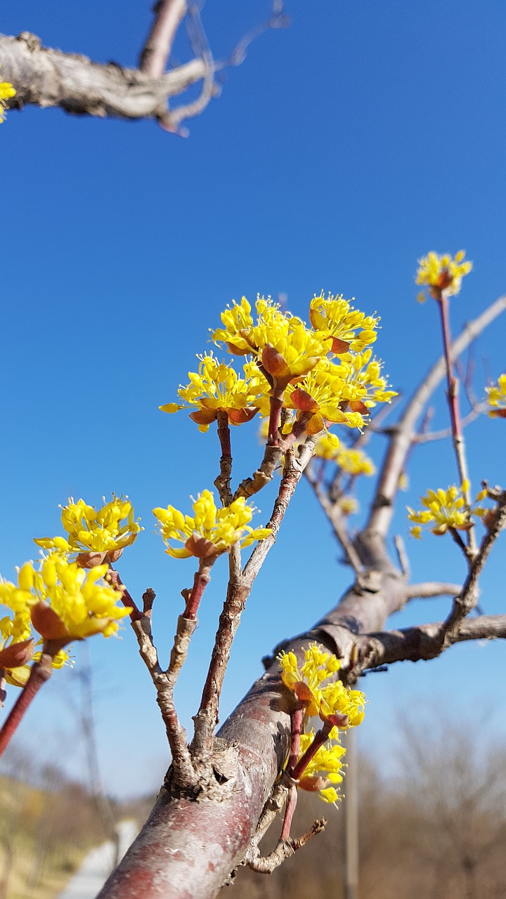 cornus  spring flowers  cornus flower free photo