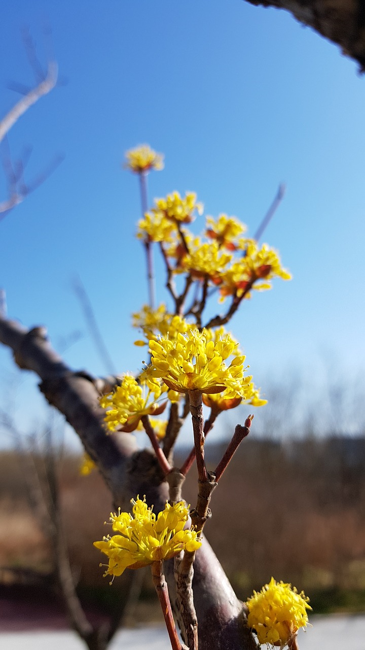 cornus  cornus flower  spring flowers free photo