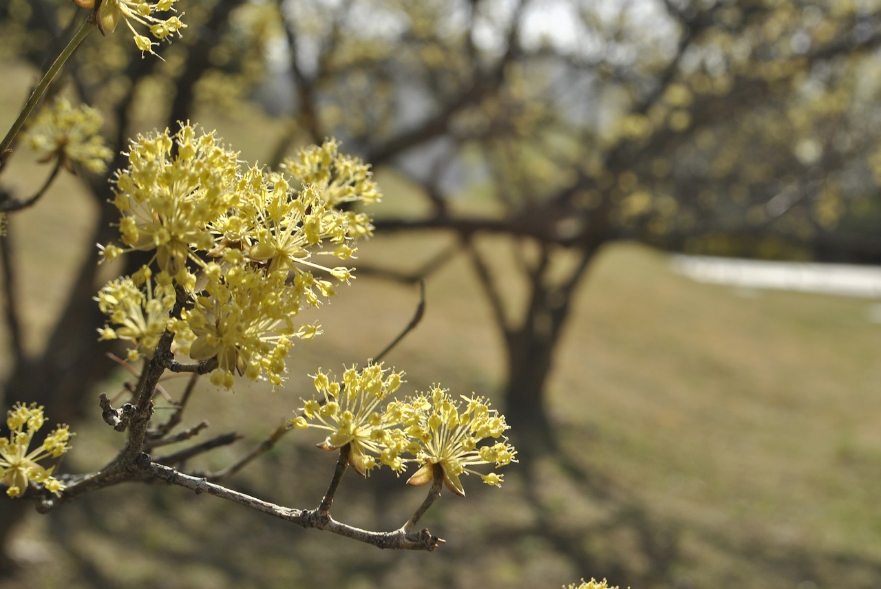 cornus  flowers  yellow free photo